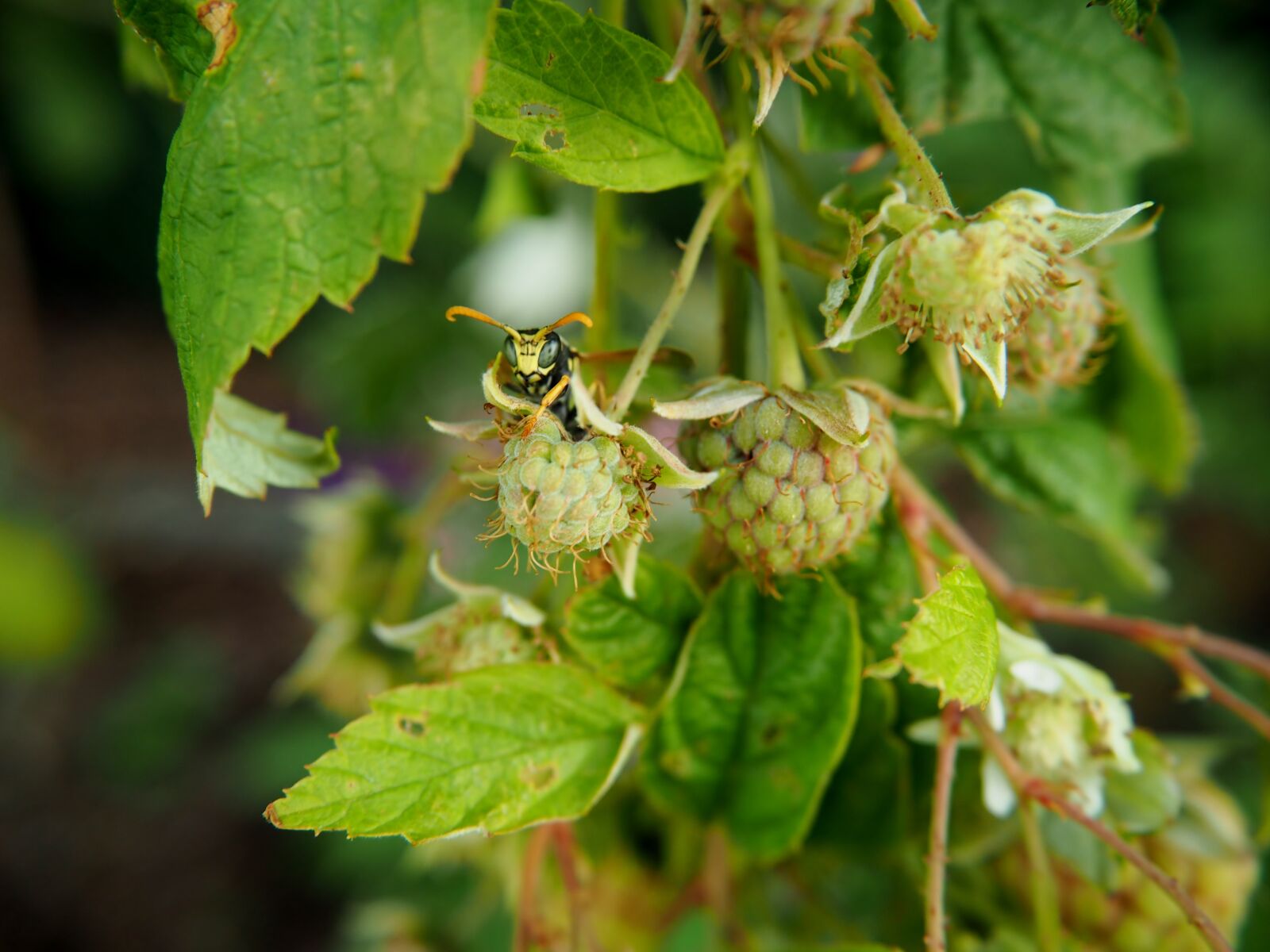 Olympus OM-D E-M10 sample photo. Raspberry, raspberries, wasp photography