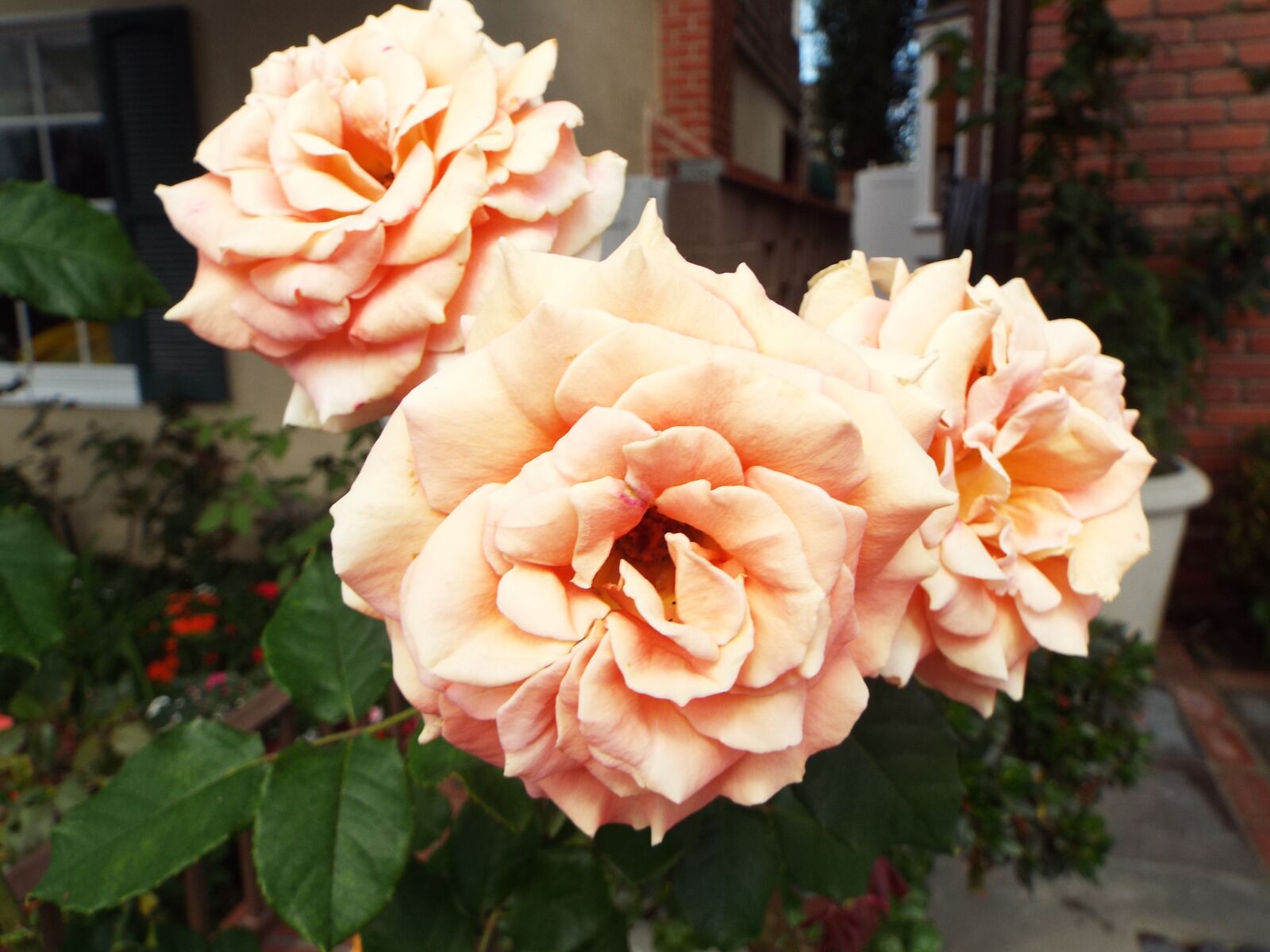 Fujifilm FinePix S8300 sample photo. Rose, peach, flowers photography