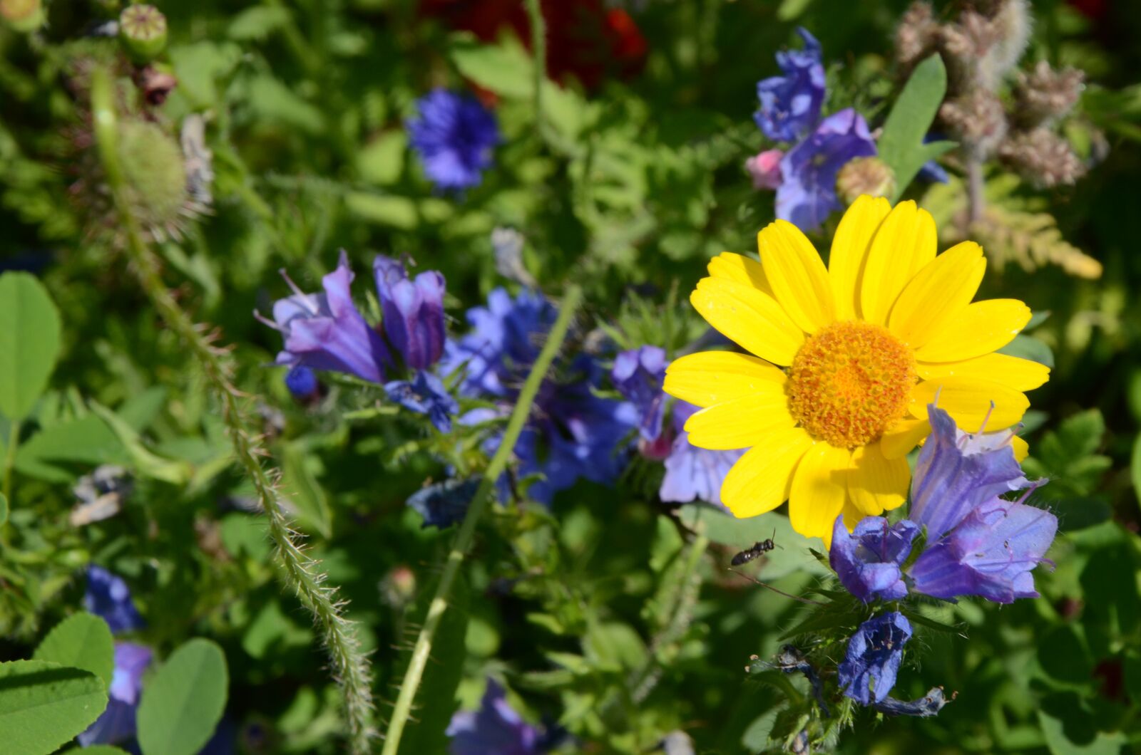 Nikon D7000 sample photo. Summer meadow, flowers, yellow photography