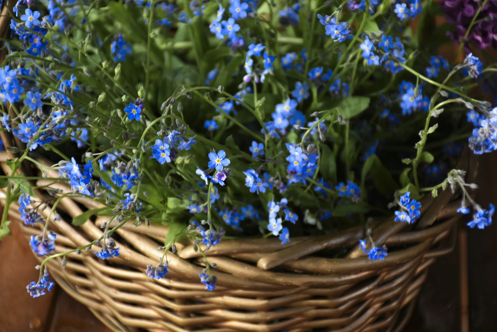 Nikon D7200 sample photo. Forget me not, flowers photography