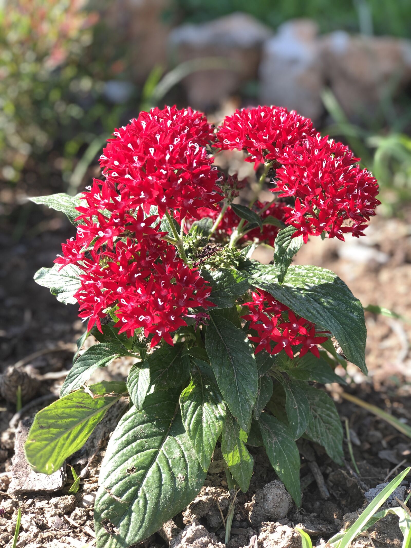 iPhone 8 Plus back dual camera 6.6mm f/2.8 sample photo. Flower, red, summer photography