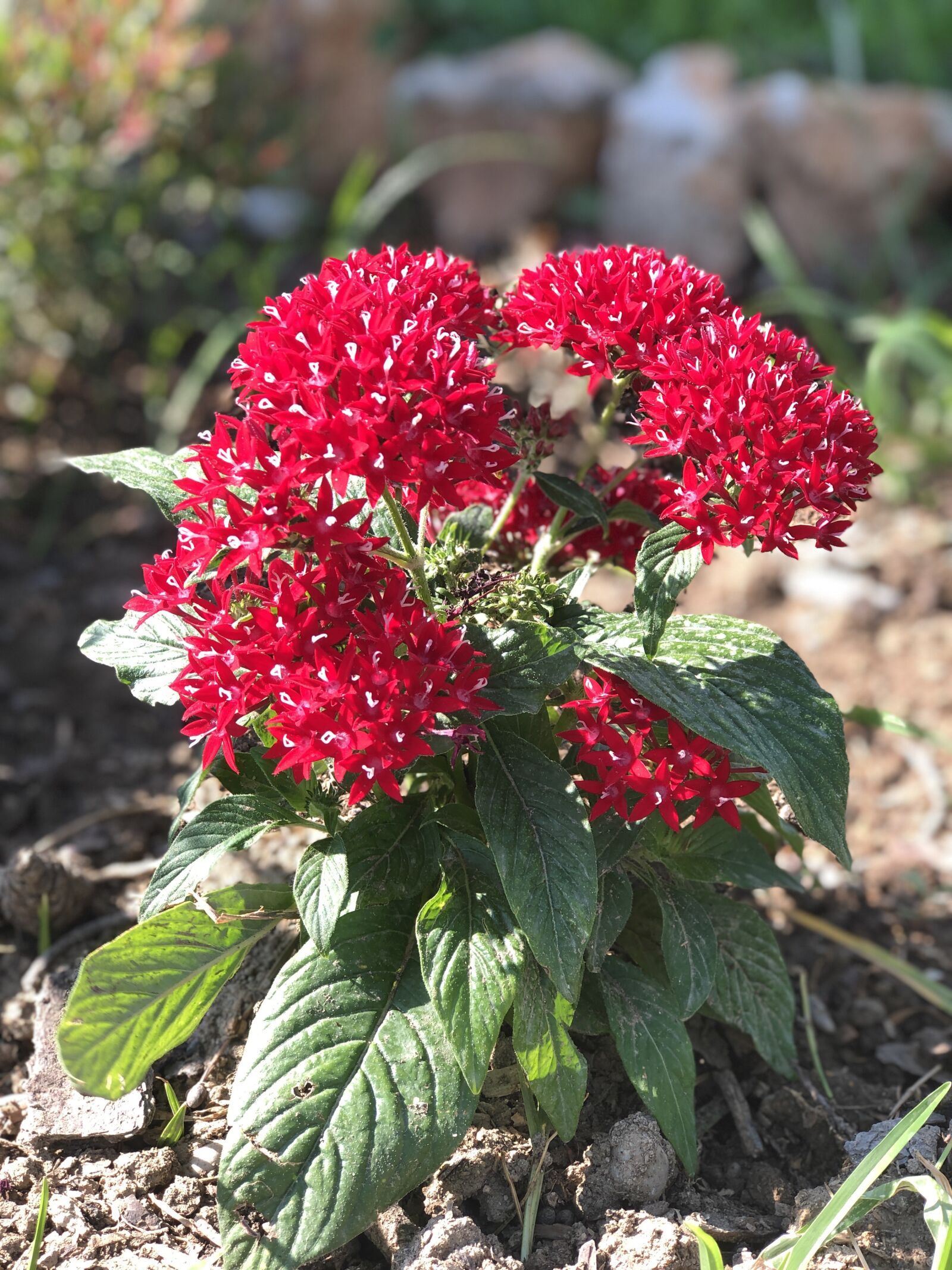 Apple iPhone 8 Plus sample photo. Flower, red, summer photography