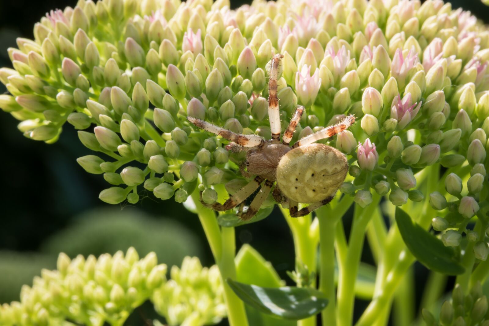 Nikon D5500 sample photo. Flower, spider, macro photography