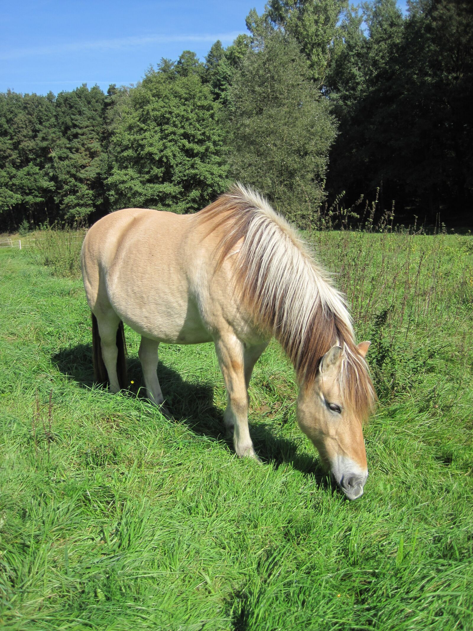 Canon PowerShot D10 sample photo. Pony, pasture, fjord horse photography