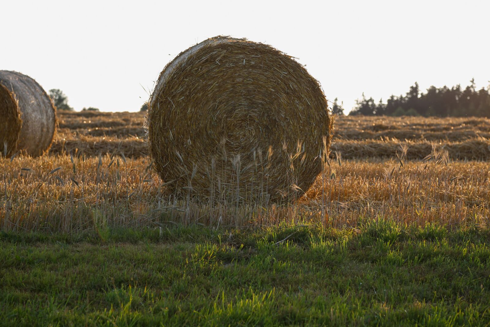 Canon EF 24-105mm F4L IS USM sample photo. Straw, straw bales, round photography