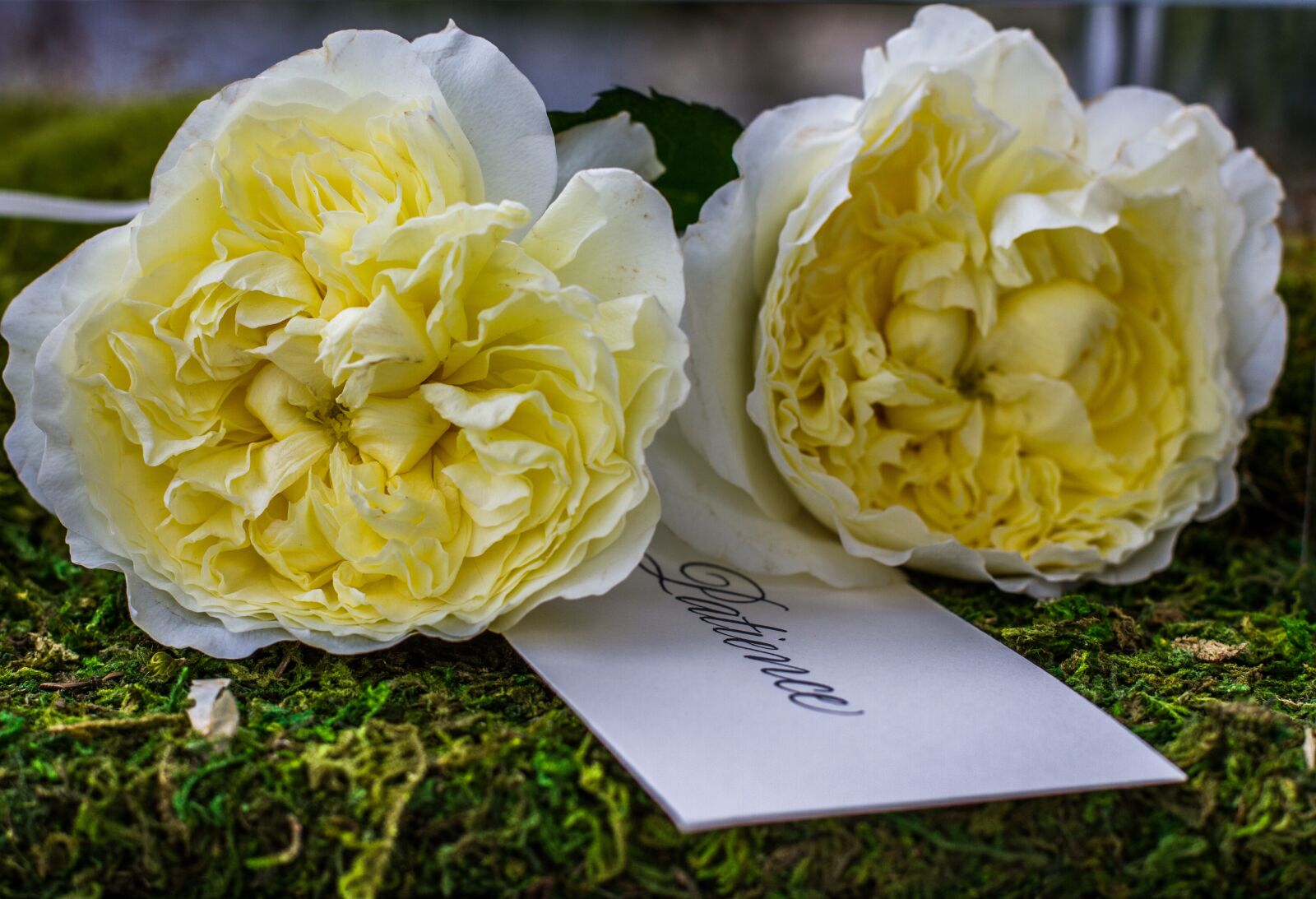Canon EOS 7D sample photo. Yellow, white, rose photography