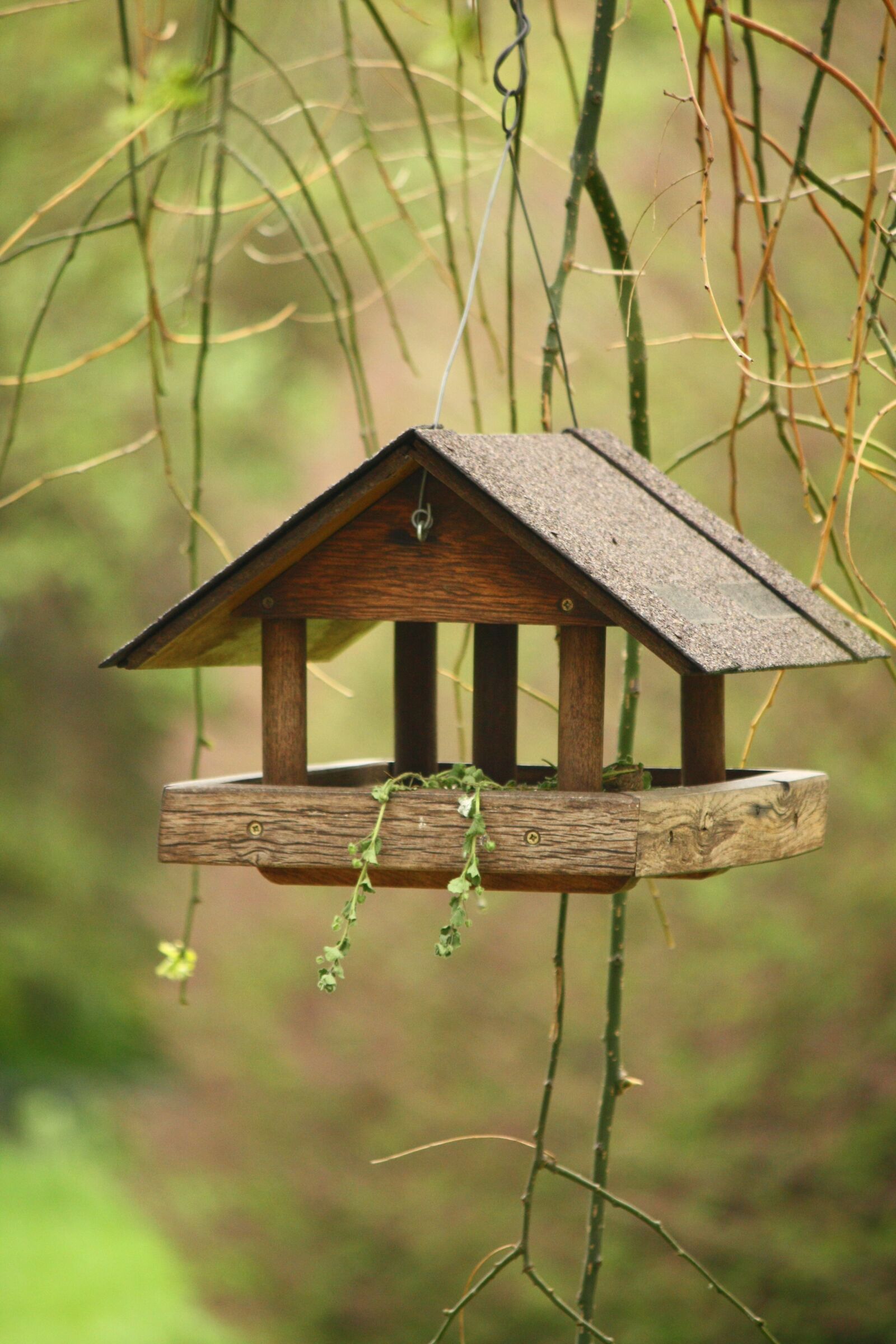 Canon EOS 450D (EOS Rebel XSi / EOS Kiss X2) sample photo. Birdhouse, hanging, bird photography