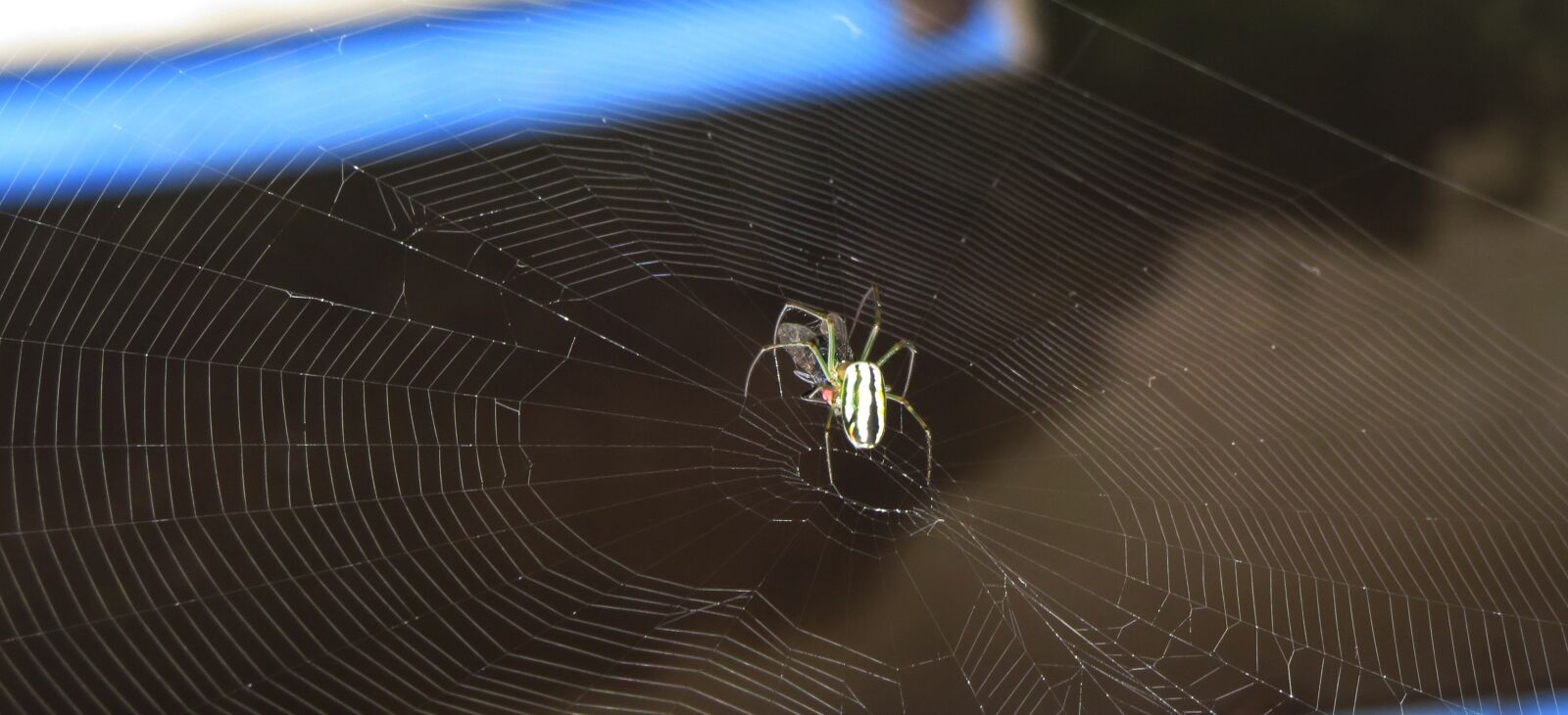 Canon PowerShot SX50 HS sample photo. Spider, insect, nature photography