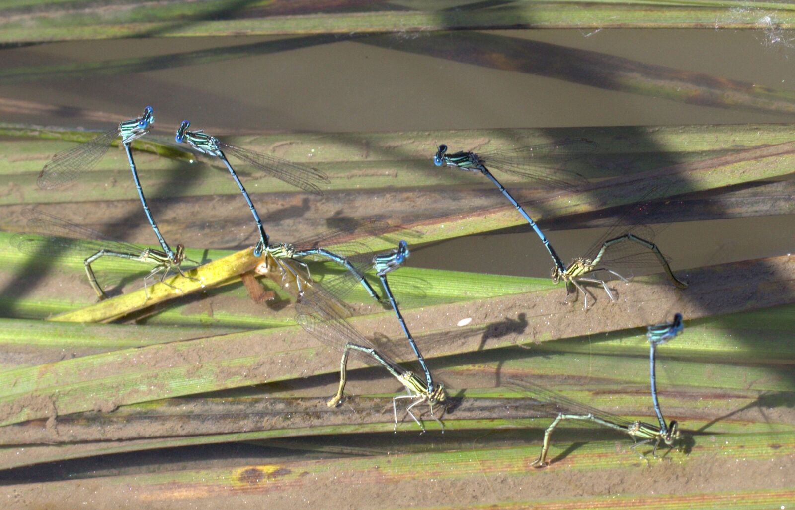 Canon EF-S 60mm F2.8 Macro USM sample photo. Dragonflies, mating, water photography