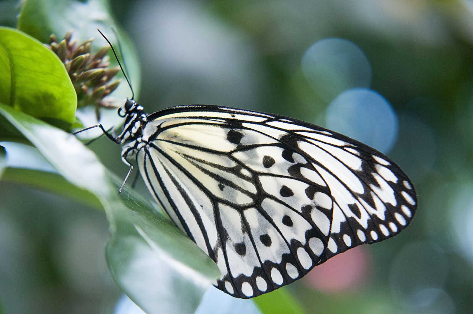 Nikon D300 sample photo. Butterfly, insect, nature photography