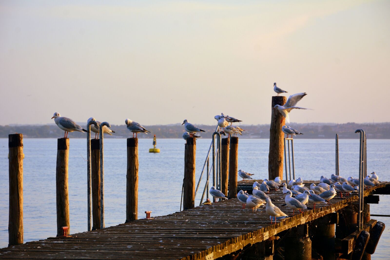 Nikon D7100 sample photo. Seagulls, rest, jetty photography