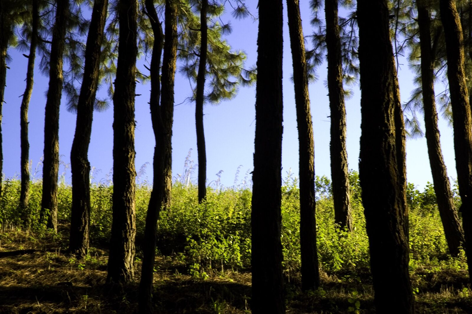 Nikon D70s sample photo. Tree, forest, nature photography