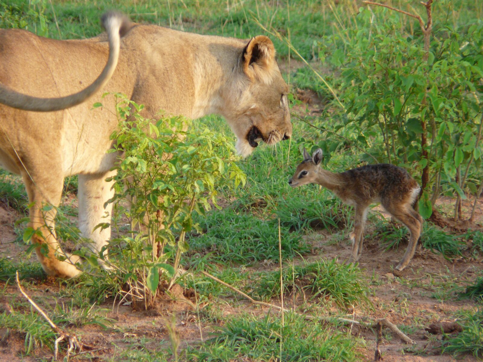 Panasonic DMC-FZ18 sample photo. Africa, wildlife, lion photography