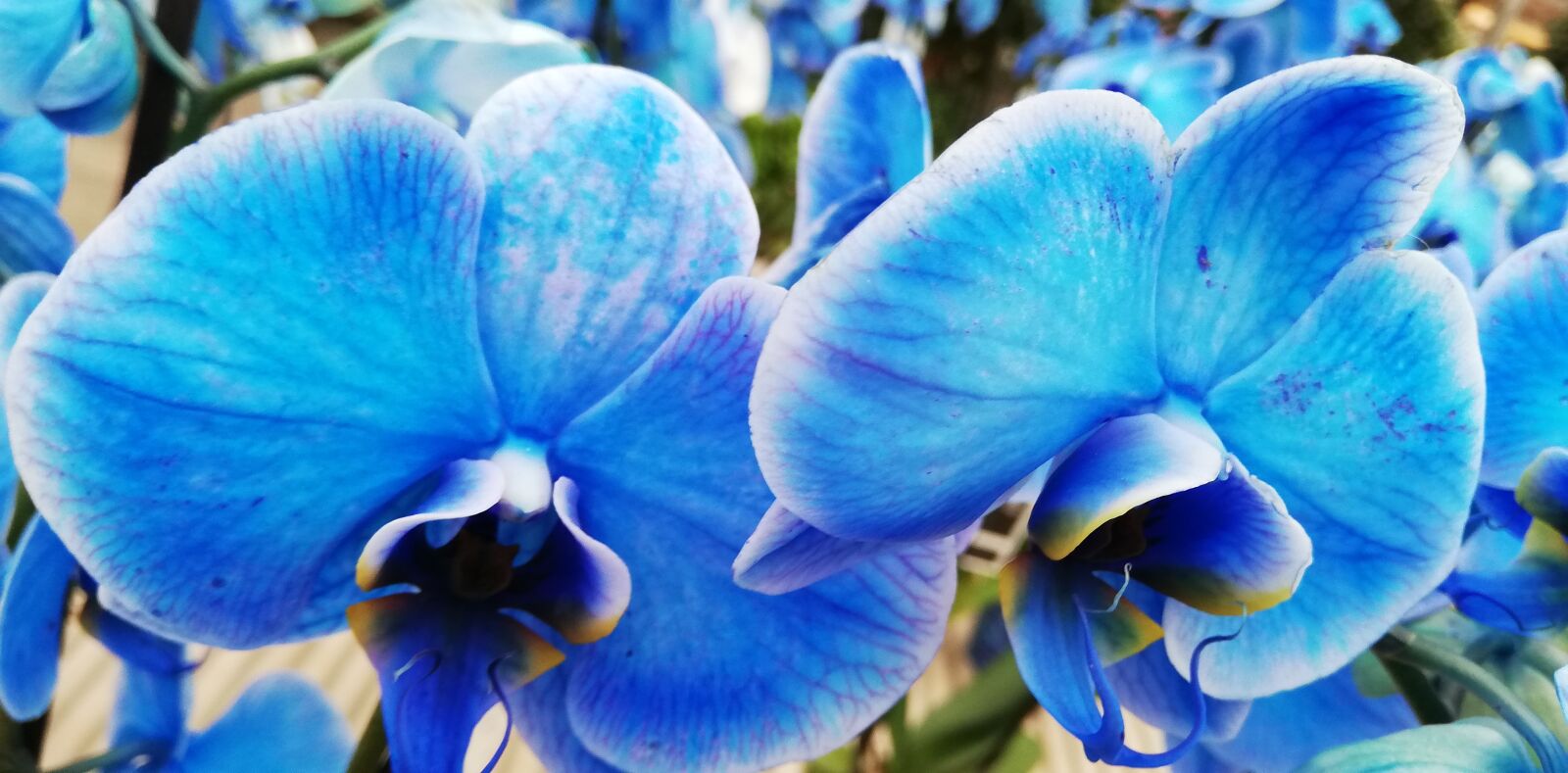 HUAWEI P20 lite sample photo. Orchid, blue, flower photography