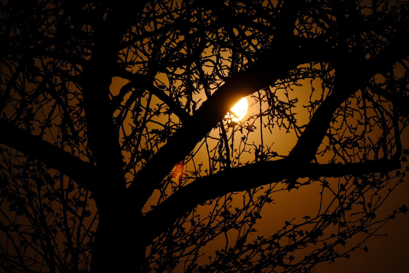 Fujifilm XF 55-200mm F3.5-4.8 R LM OIS sample photo. Moon, moonrise, super moon photography