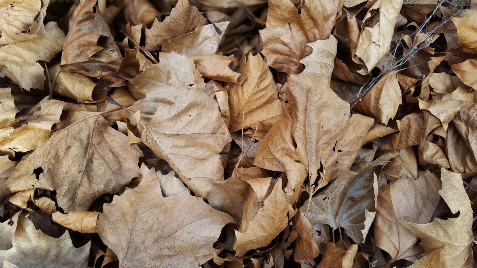 Samsung Galaxy S6 sample photo. Leaves, autumn, forest photography