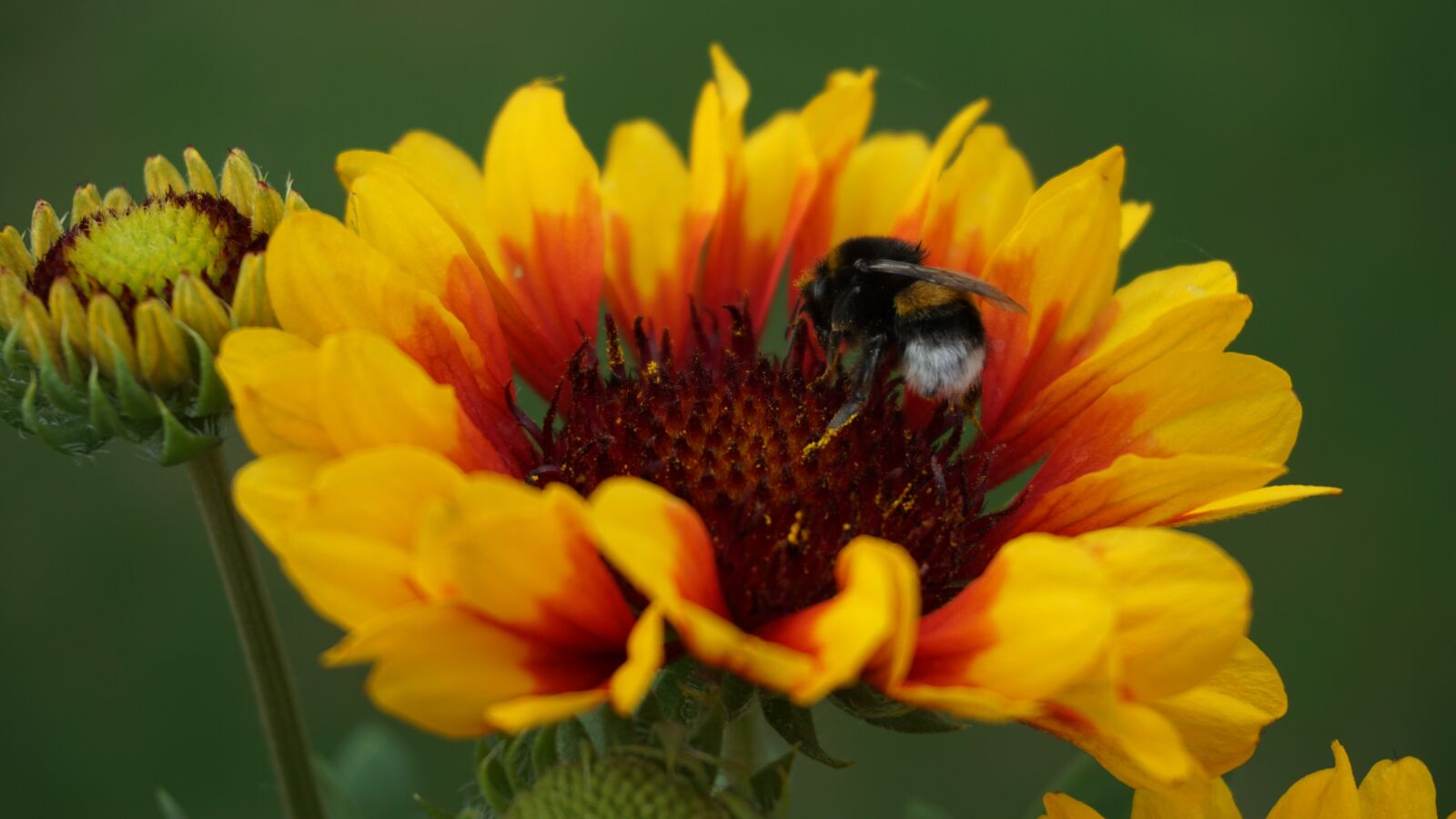 Sony a6000 sample photo. Bumblebee, hummel, insect photography