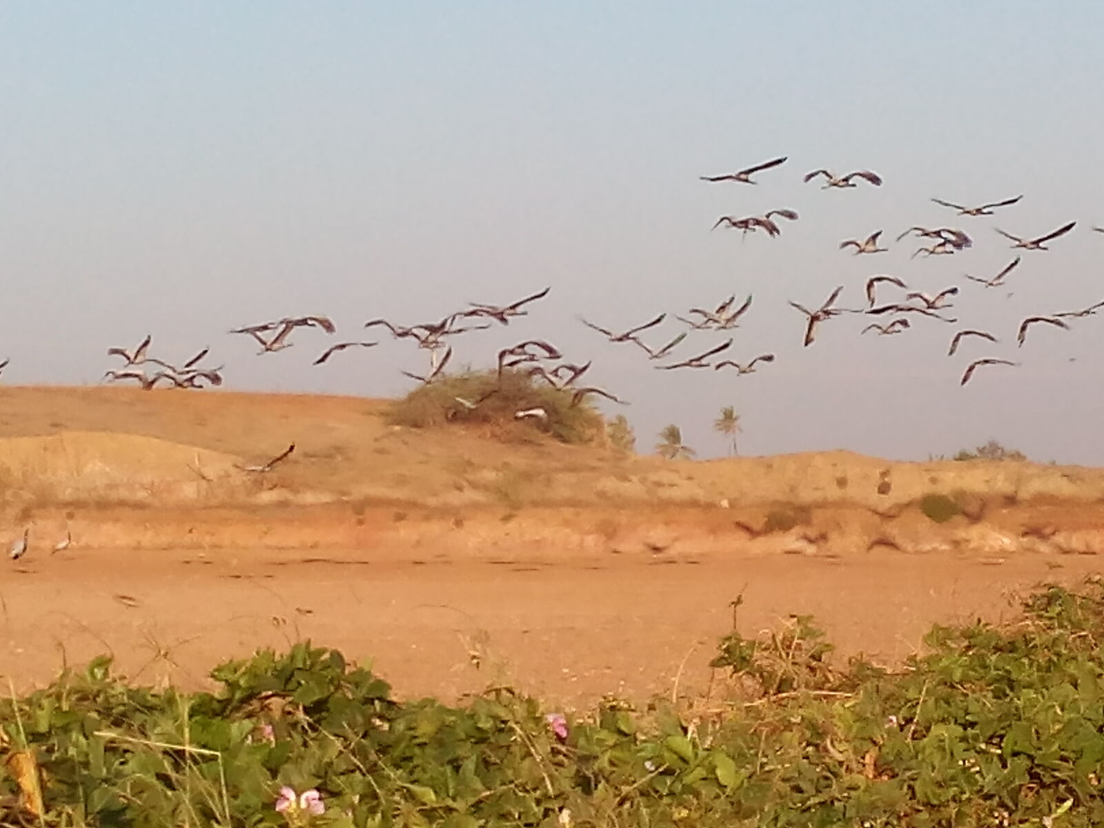 Micromax Canvas Spark sample photo. Bird photography