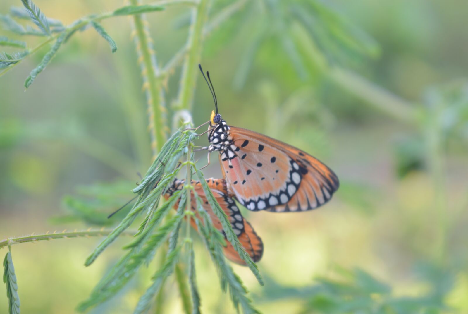 Nikon D3400 sample photo. Butterfly, nature, insect photography