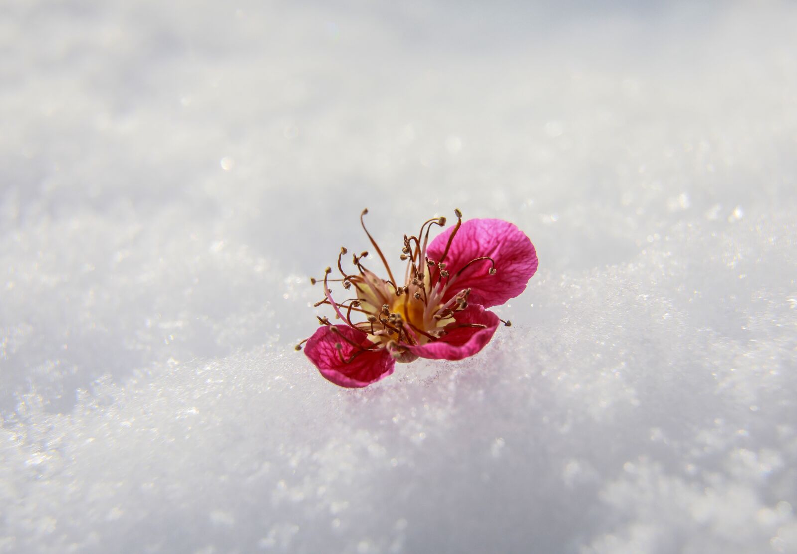 Canon EOS 5D Mark IV sample photo. Valentine's day, flower in photography