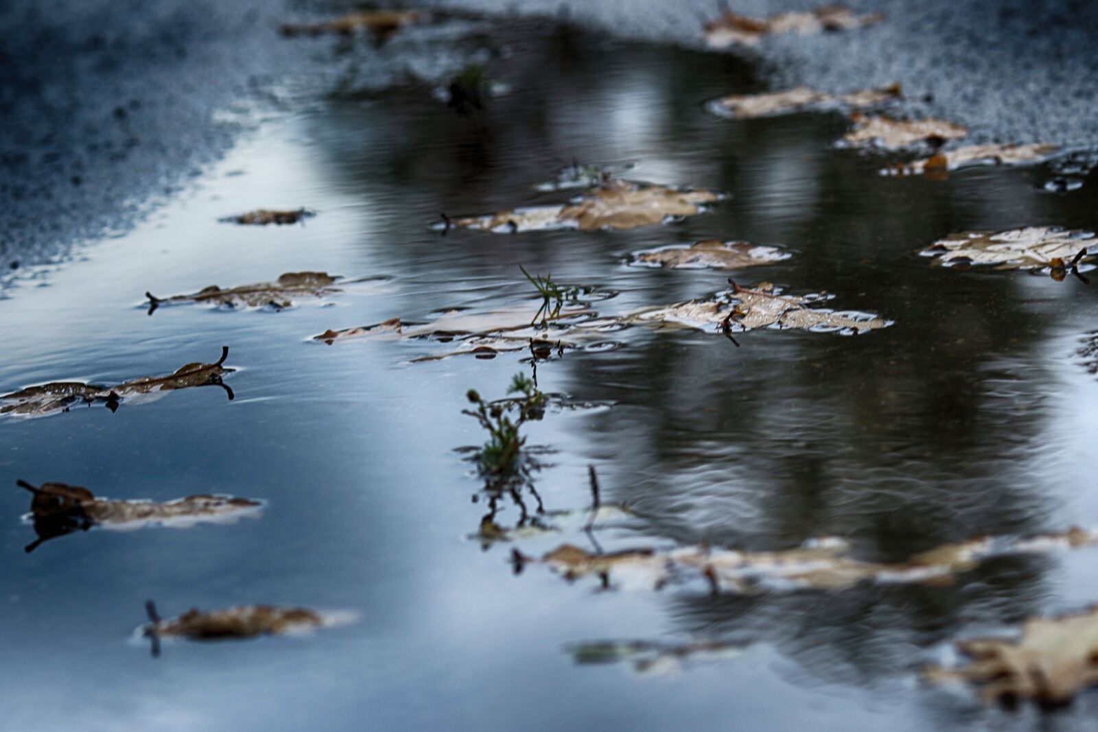 Canon EOS 7D Mark II + Canon EF 135mm F2L USM sample photo. Puddle, water, nature photography