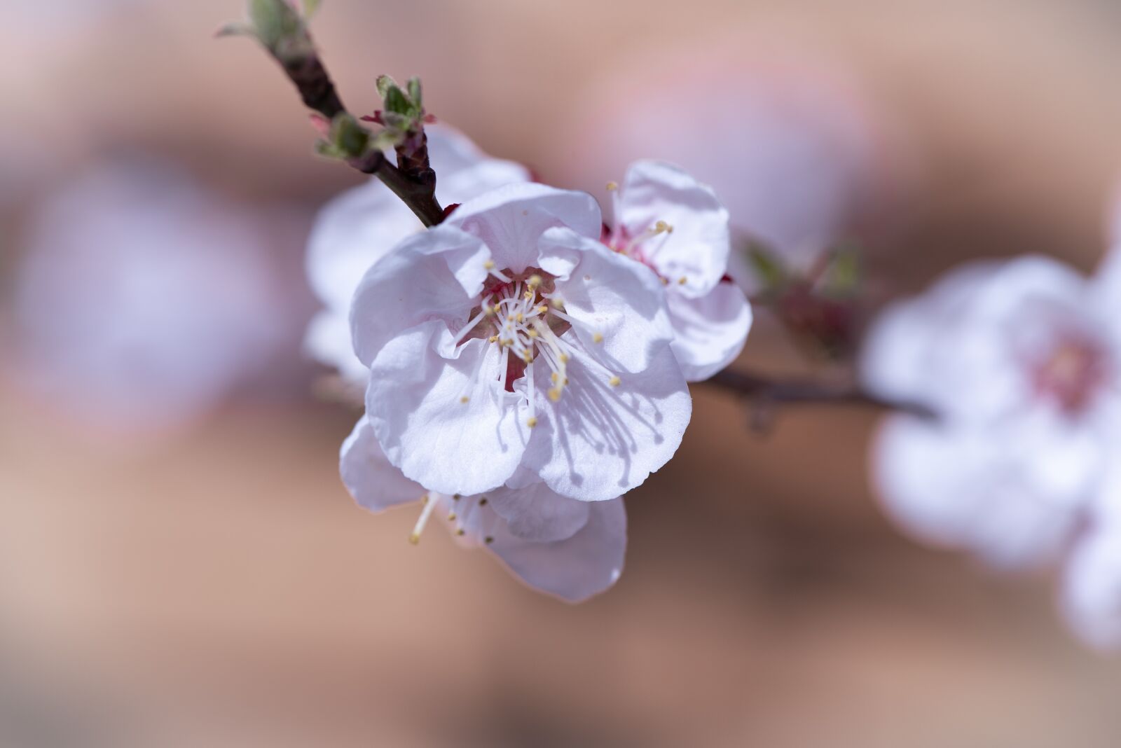 Nikon D750 sample photo. Blossom, bloom, white photography