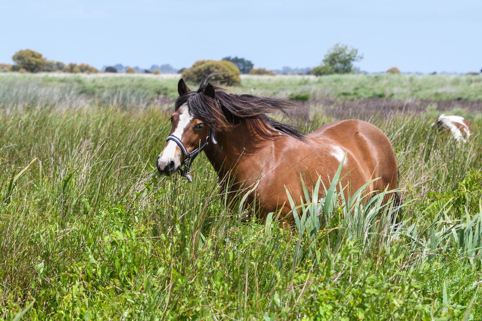 Nikon D500 sample photo. Pony, marsh, brière photography