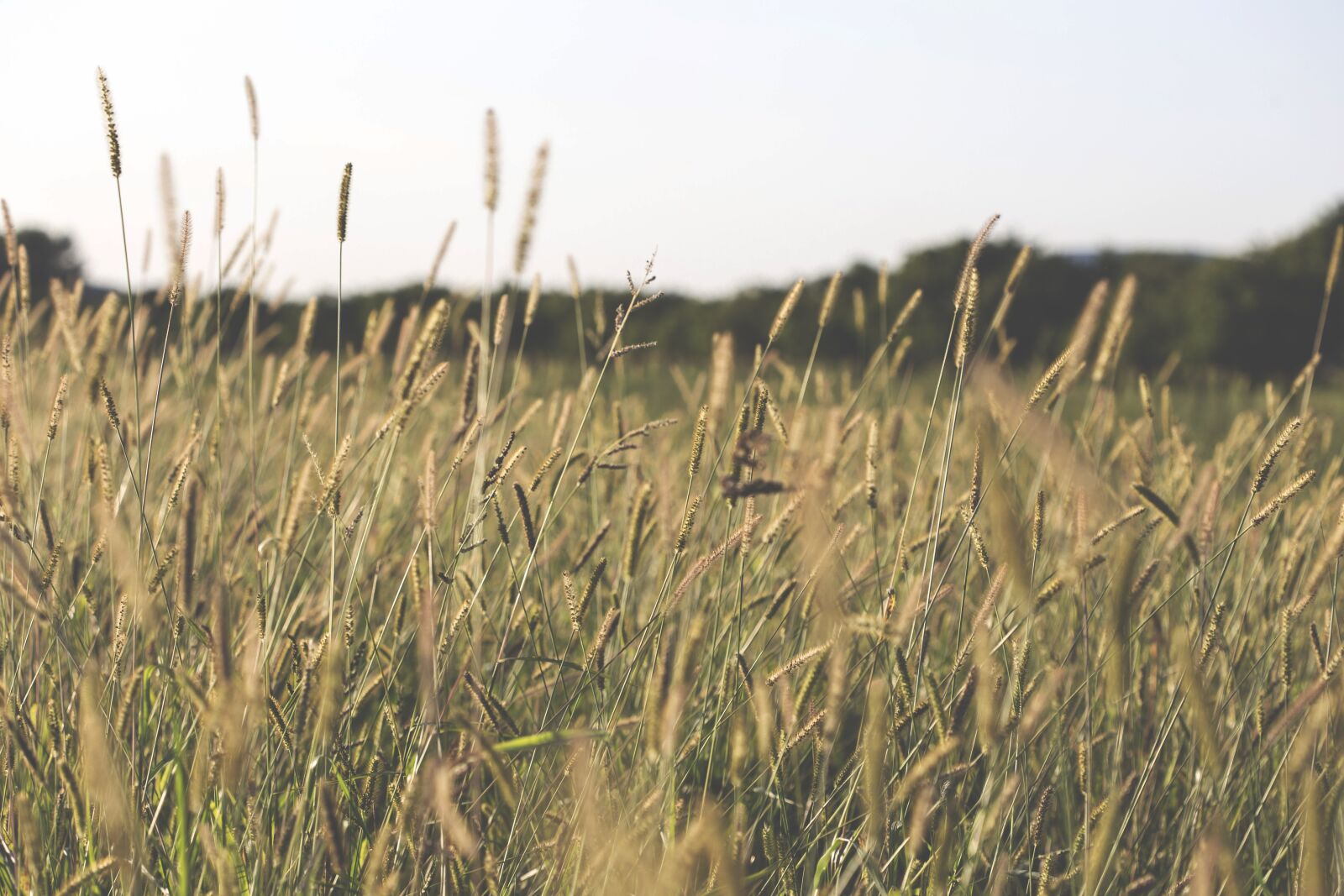 Canon EOS 6D + Canon EF 100mm F2.8 Macro USM sample photo. Agriculture, blur, close-up photography