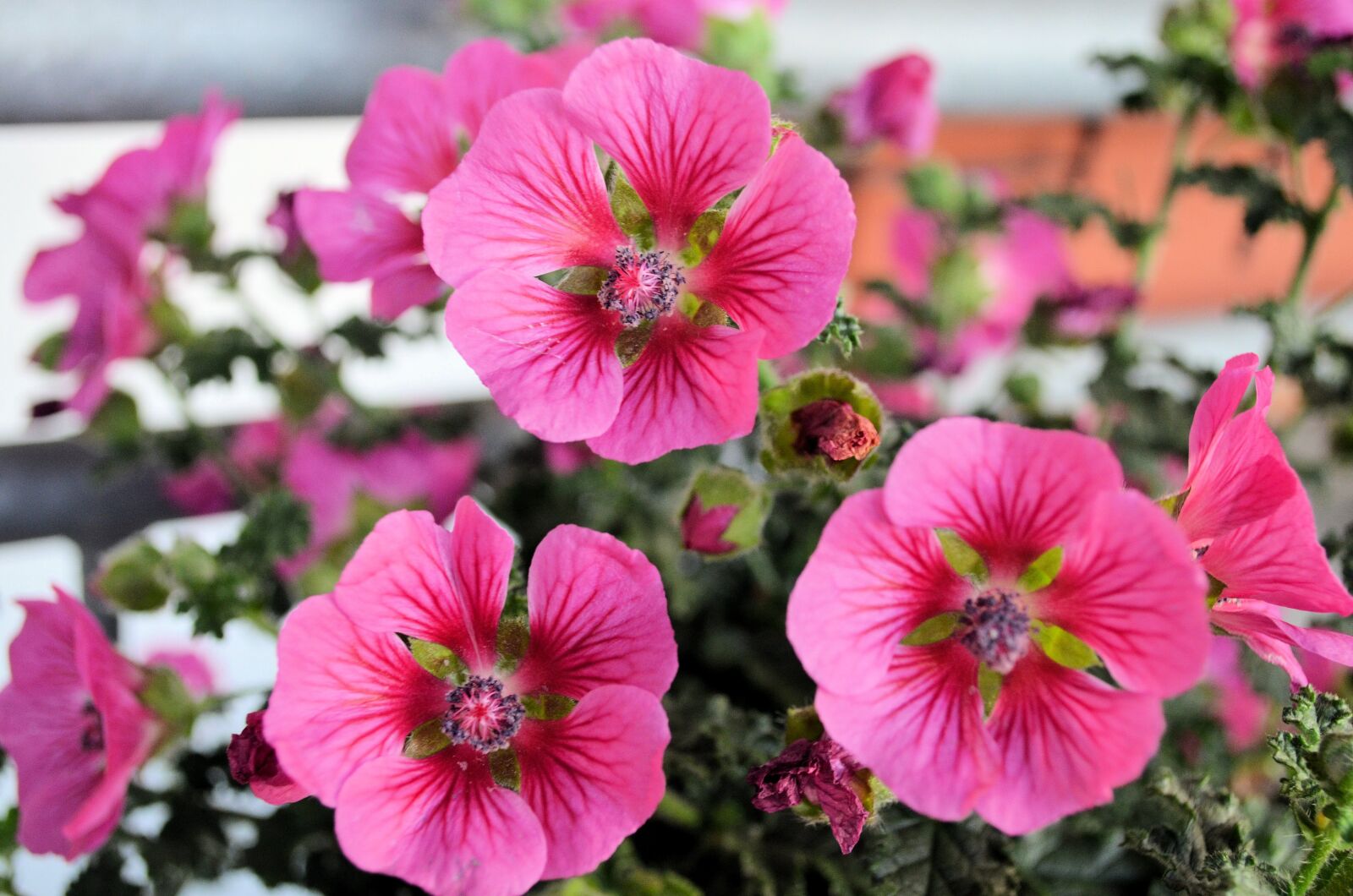 Nikon D5100 sample photo. Plant, flower, blossom photography