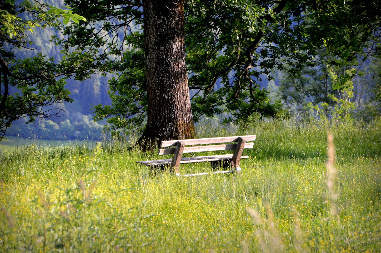 Nikon D3200 sample photo. Bank, bench, seat photography