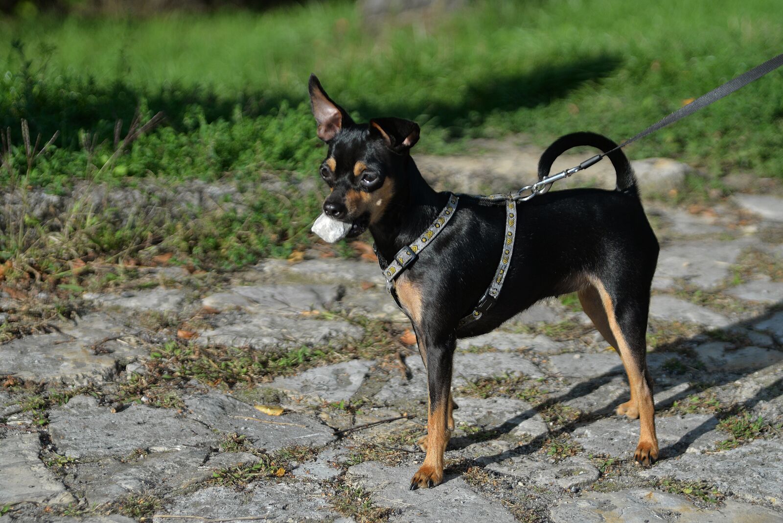Nikon D610 sample photo. Dog, small, animal photography