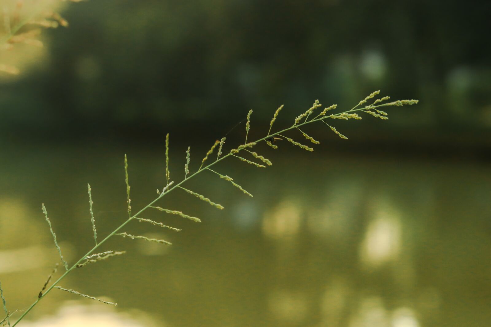 Canon EF 50mm F1.8 STM sample photo. Nature, blur, tree photography