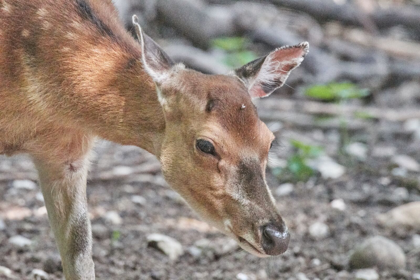 Nikon D500 sample photo. Roe deer, fence, wild photography