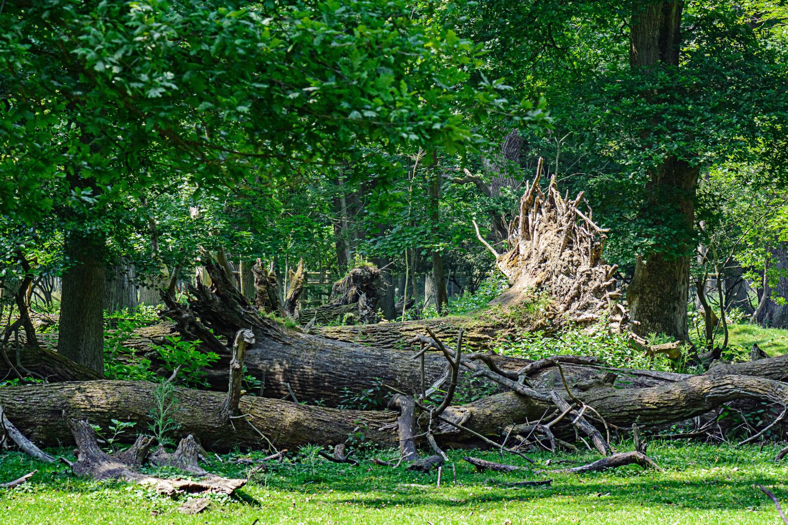 Nikon D7100 sample photo. Trees, nature, forest photography