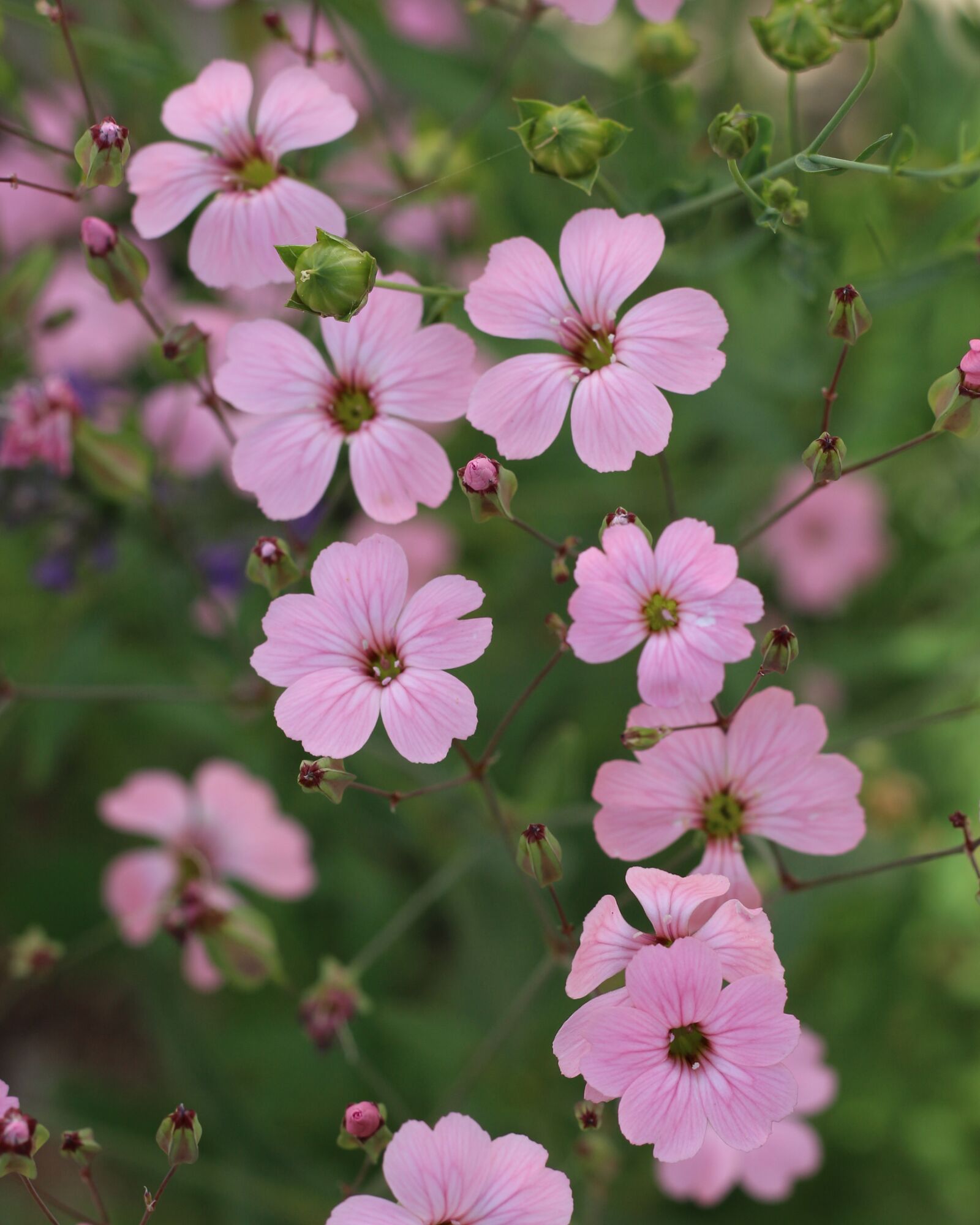 Canon EOS 700D (EOS Rebel T5i / EOS Kiss X7i) sample photo. Pink flowers, small flowers photography