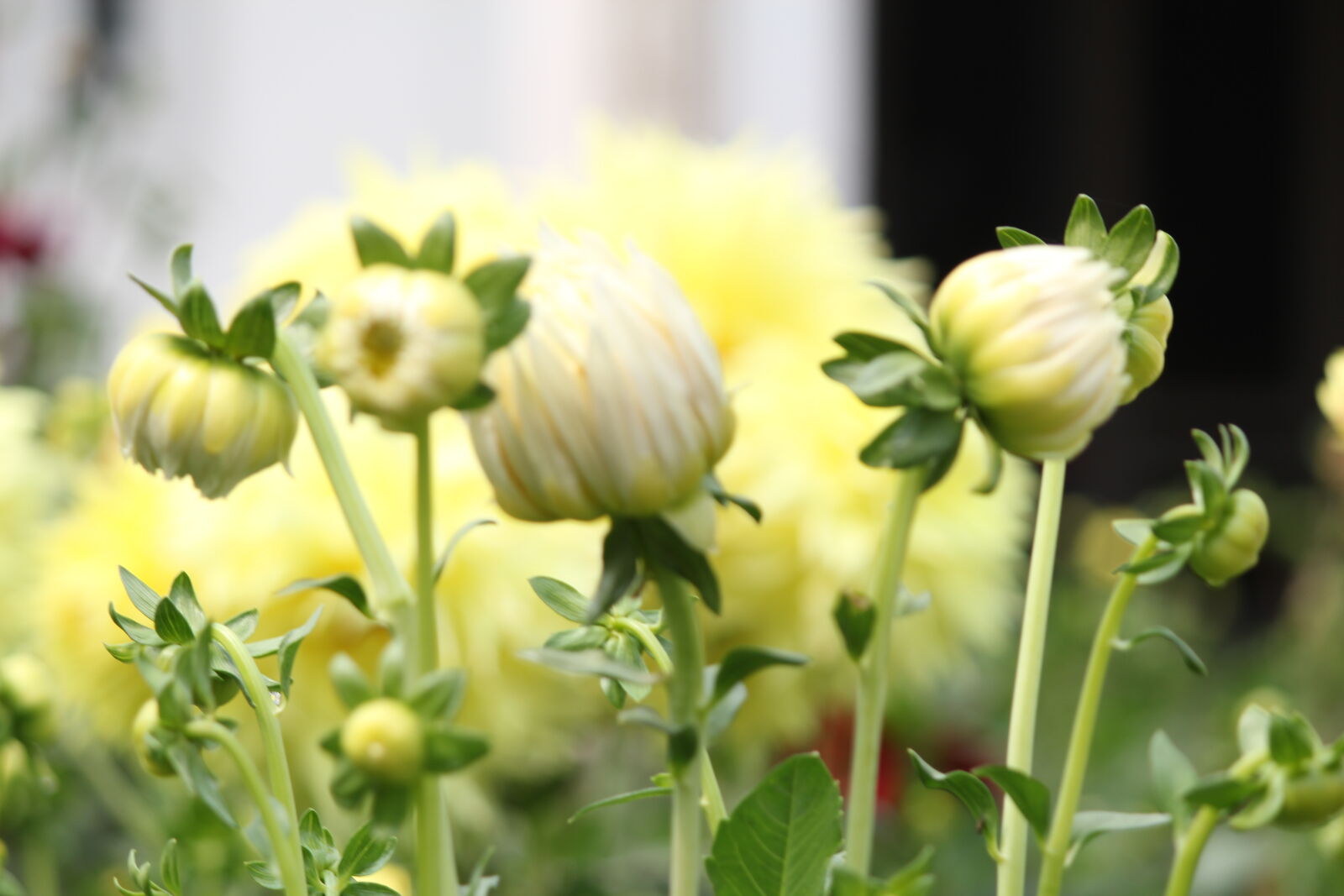 Canon EF-S 55-250mm F4-5.6 IS II sample photo
