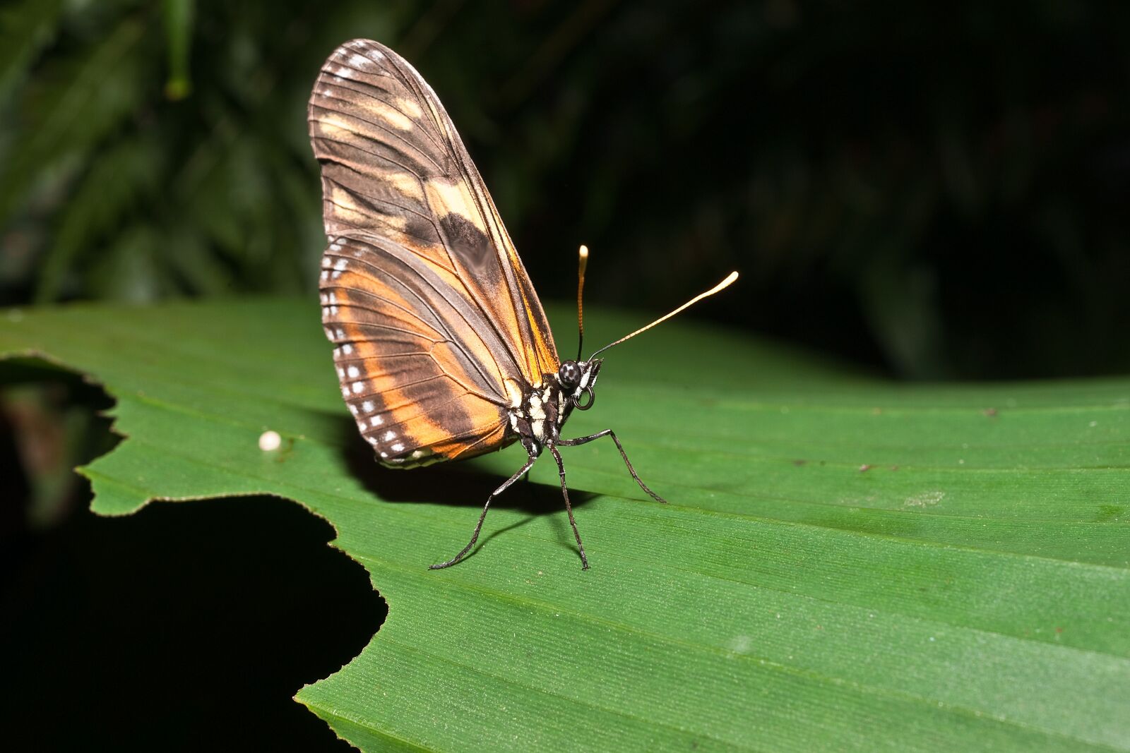 Sony Alpha DSLR-A900 sample photo. Butterfly, flying, animal photography