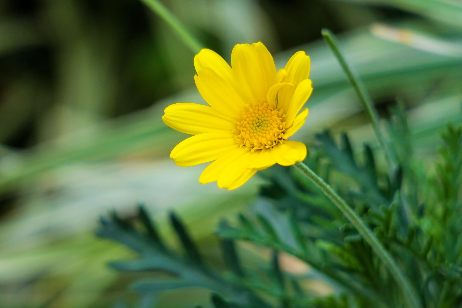 Canon PowerShot G3 X sample photo. Nature, plant, summer photography