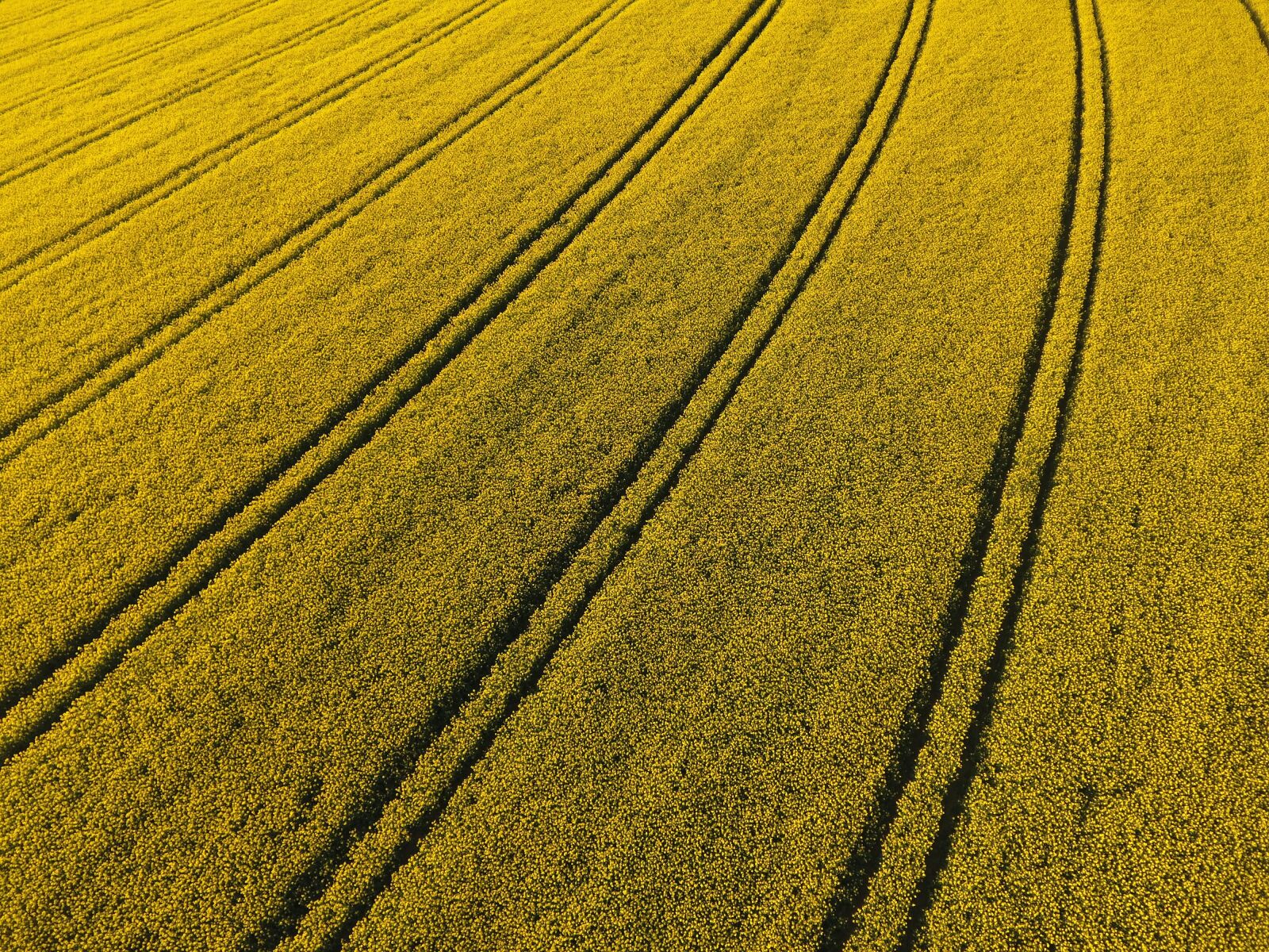 DJI FC330 sample photo. Oilseed rape, field of photography