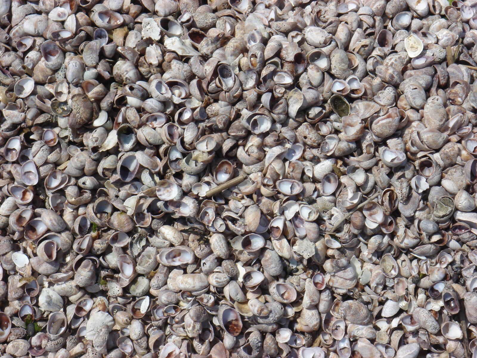 Sony DSC-T5 sample photo. Seashell, sand, outdoor photography