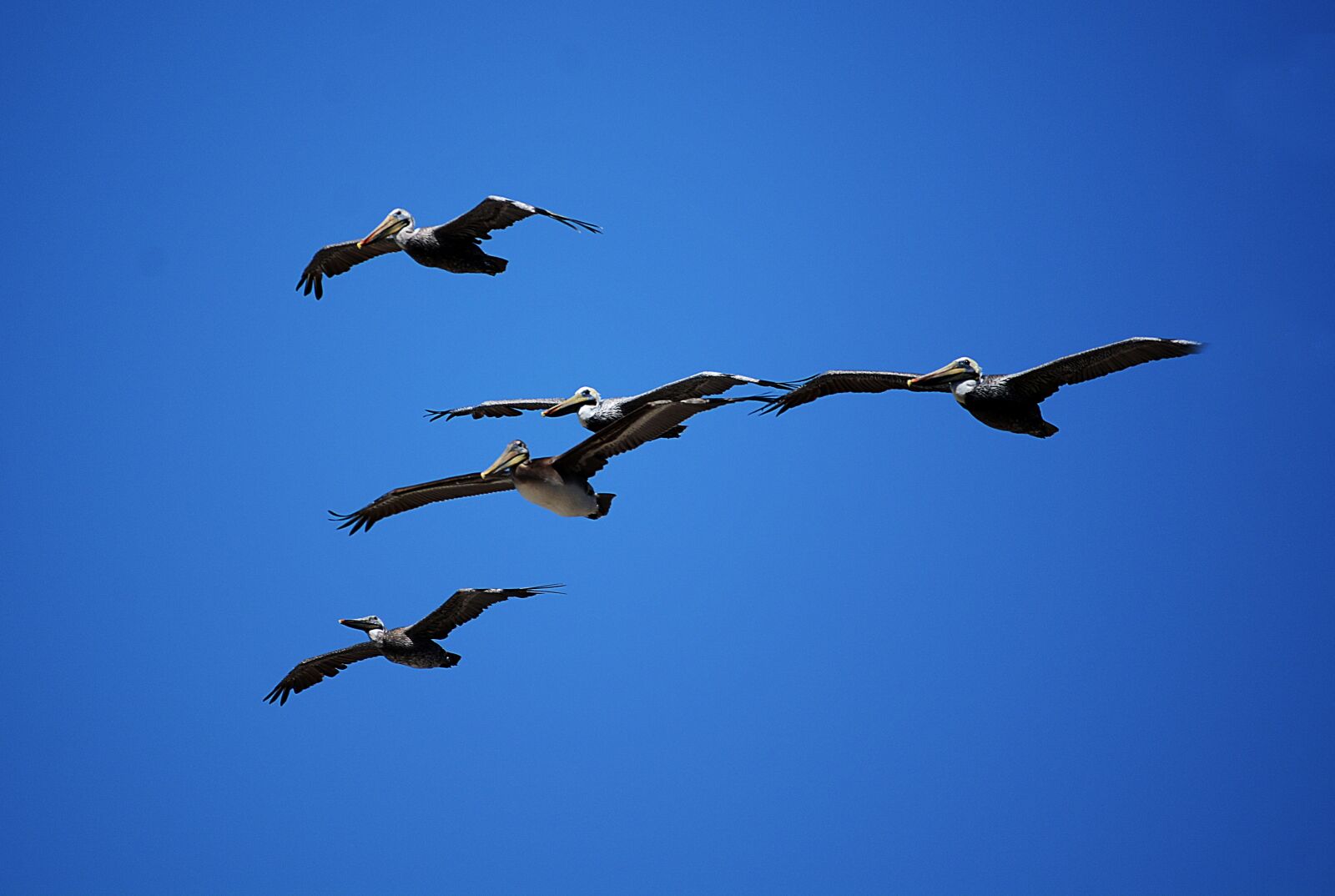 Nikon D7100 sample photo. Pelicans, flock, birds photography