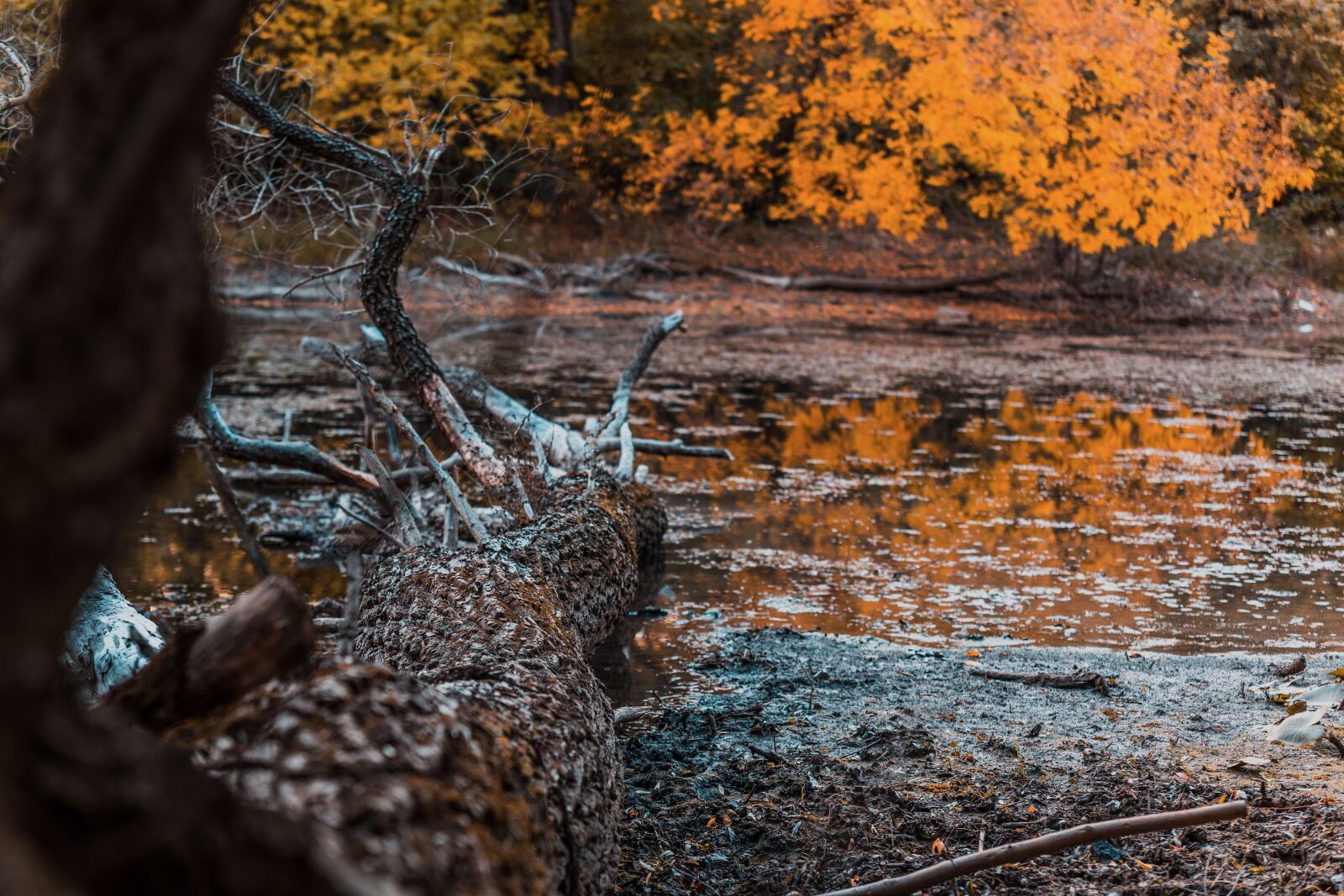 Sony a7 II sample photo. Autumn, forest, river photography
