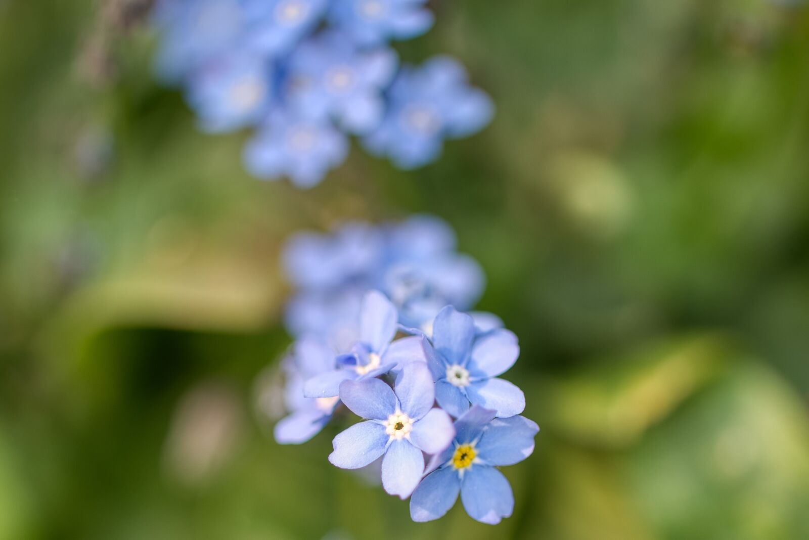 Nikon D750 sample photo. Myosotis, forget me not photography