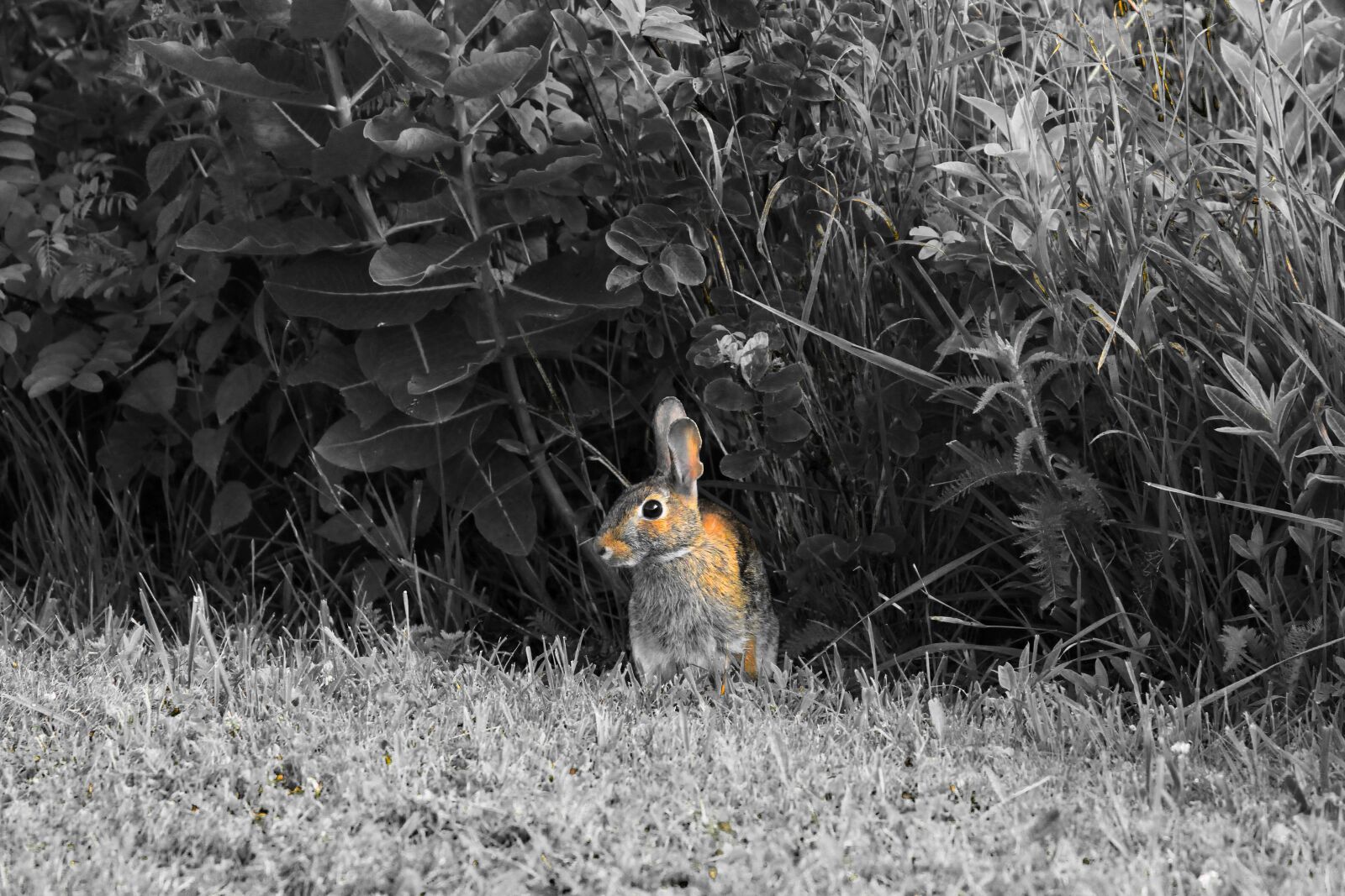 Canon EOS 7D sample photo. Precaution, animal, bunny photography