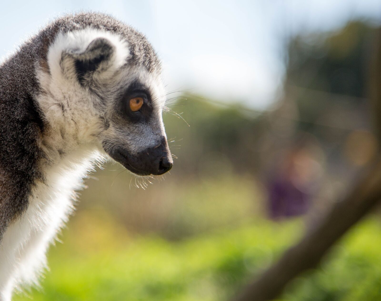 Canon EF 24-105mm F4L IS USM sample photo. Lemur, portrait, nature photography