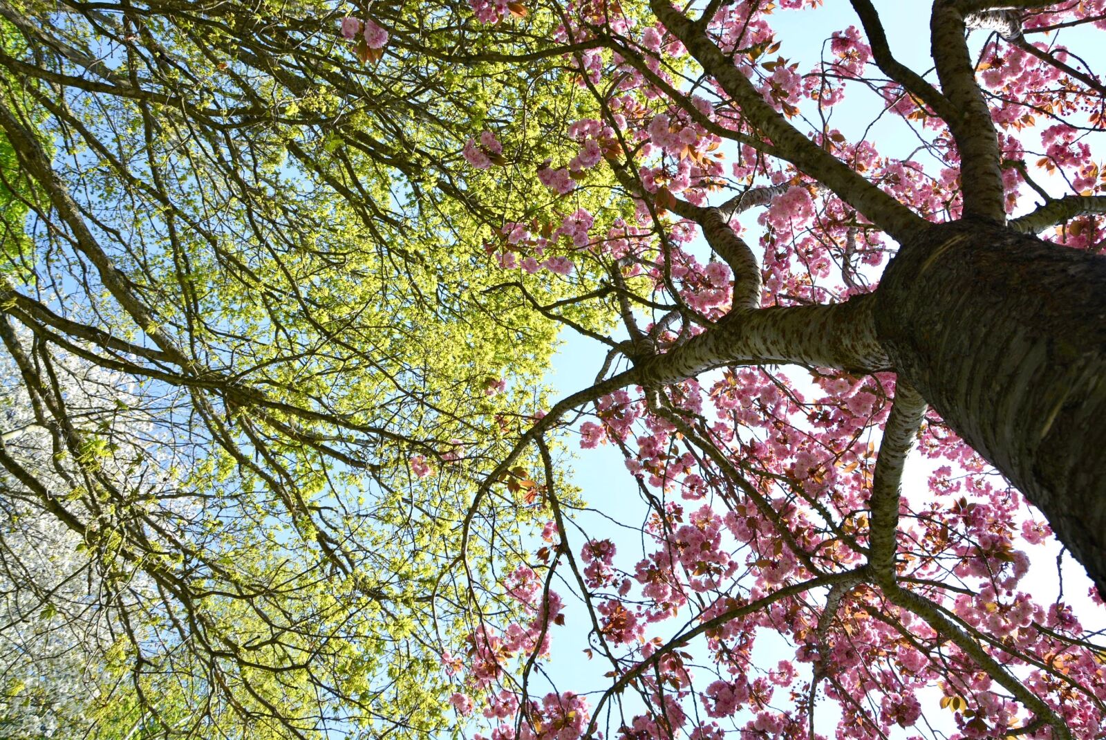 Nikon D5200 sample photo. Tree, green, pink photography