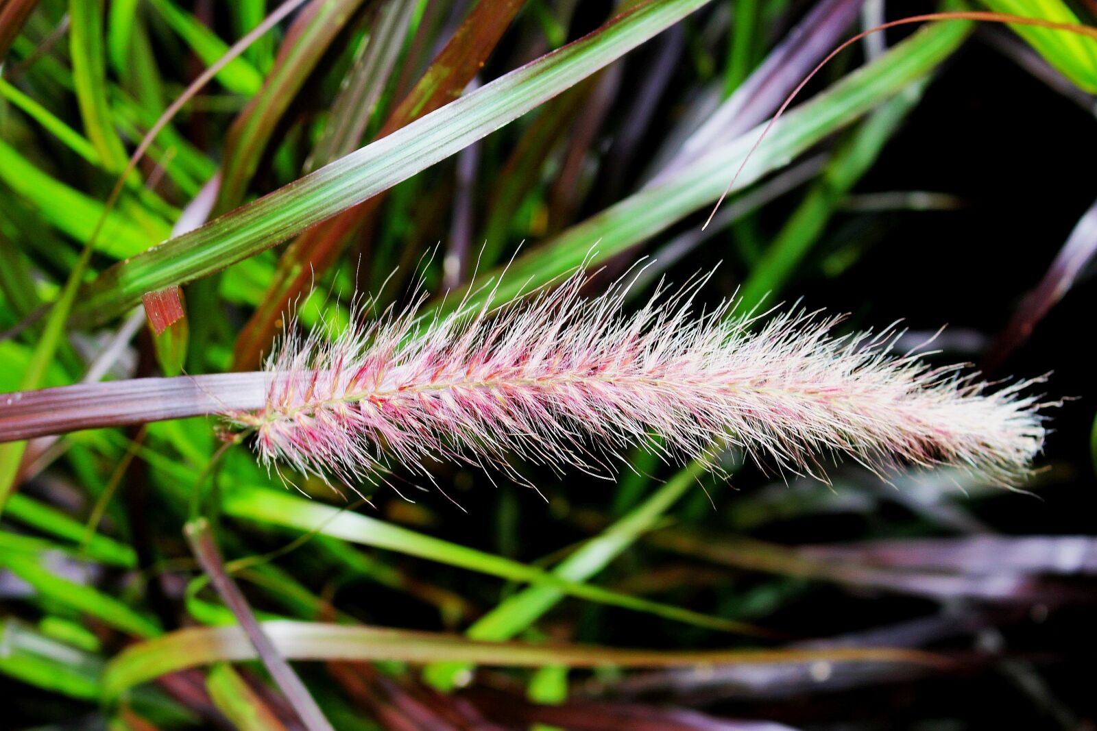 Canon EOS 700D (EOS Rebel T5i / EOS Kiss X7i) sample photo. Plant, grass, rozplenica japanese photography