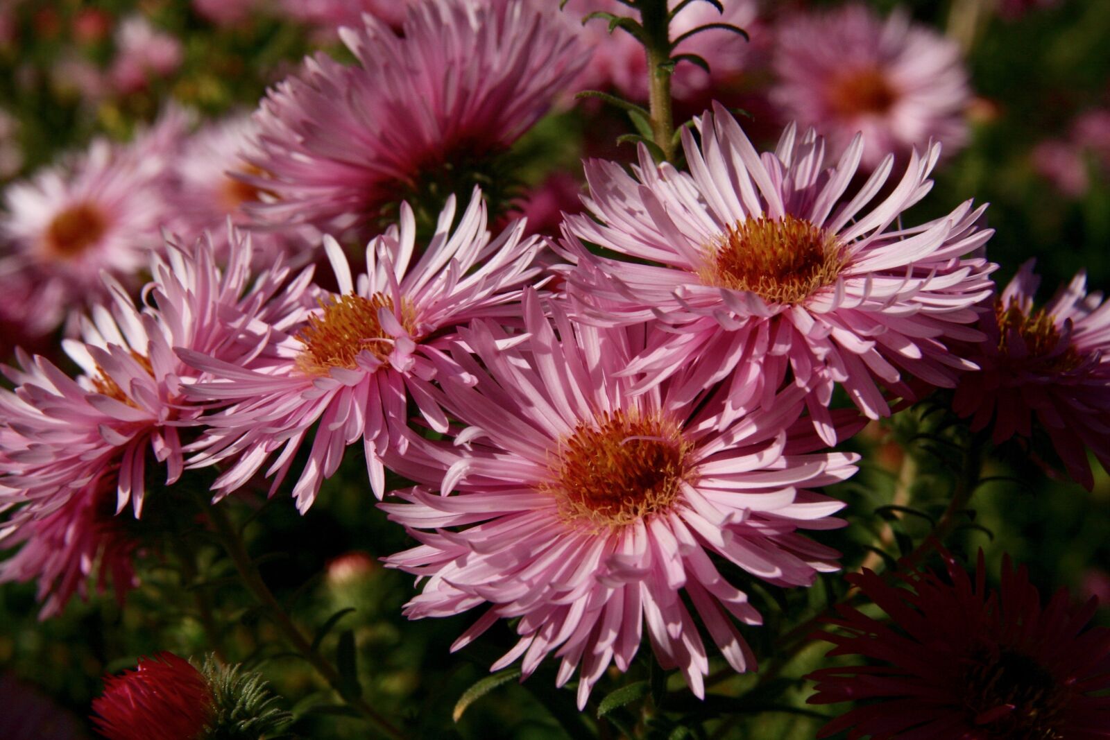 Canon EOS 400D (EOS Digital Rebel XTi / EOS Kiss Digital X) sample photo. Asters, flowers, bloom photography