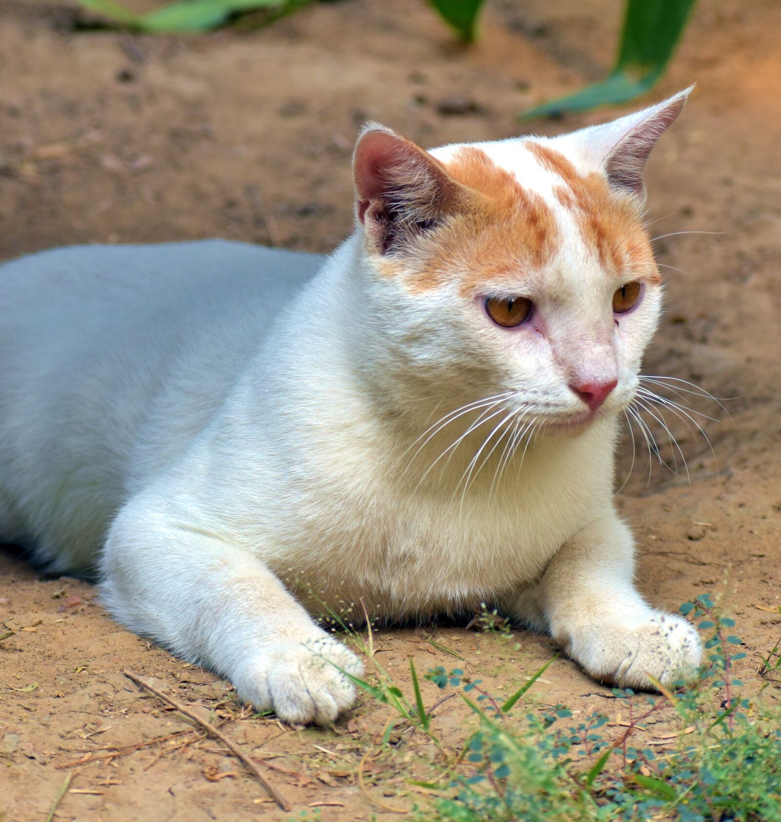 Nikon D5600 sample photo. Cat, feline, kitten photography