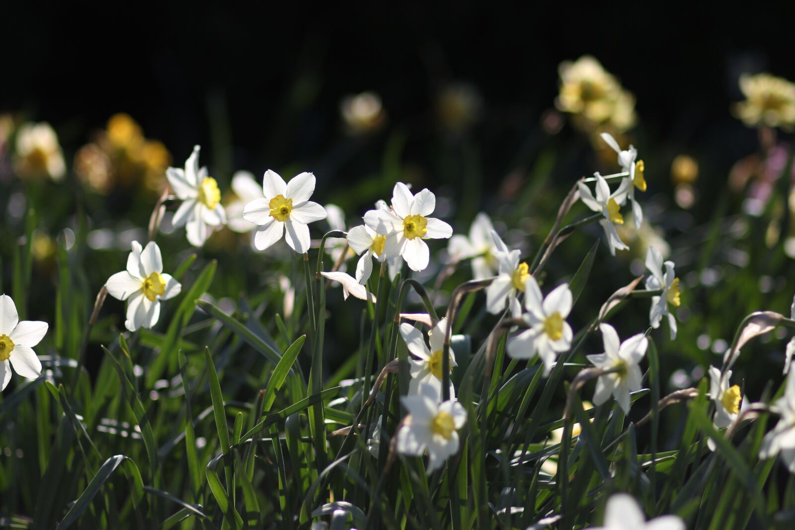 Canon EF 85mm F1.8 USM sample photo. Daffodils, flowers, supplies photography